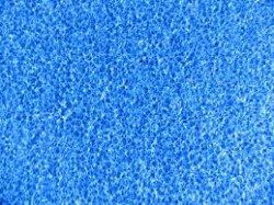 Mavi Biyolojik Akvaryum Süngeri 50x50x5 cm - özelyem