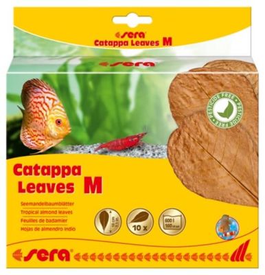 Sera Catappa Yaprağı Medium 18 cm 10 Adet - 1